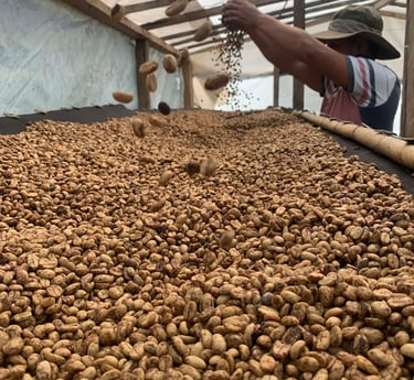 Productor cafetalero seleccionando manualmente granos de café orgánico crudo