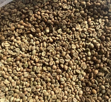 dry hulled robusta green bean