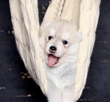 Huskywelpe liegt in Tragetuch