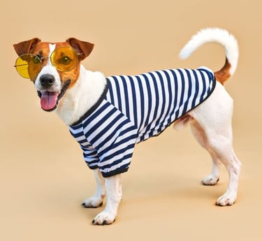 Perrito con lentes de sol