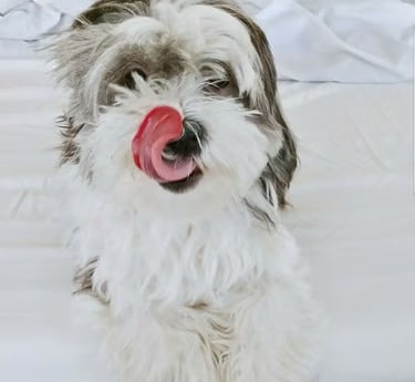 Designer Mal-Shi Puppy with tongue out.