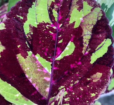 Up close photo of a Joseph's coat leaf in maroon, green and magenta