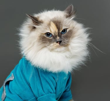 Un gato ragdoll de pelo largo con ojos azules llevando una camiseta azul sobre un fondo gris.