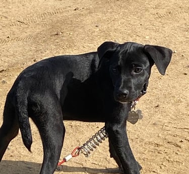 Lark Masters' dog Zeke, a black dog with a white star patch, at the beach in San Diego