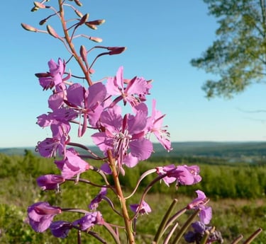 Fireweed in bloom