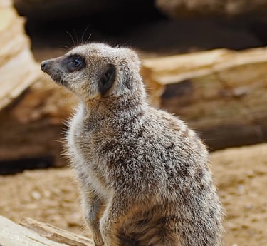 Meerkat