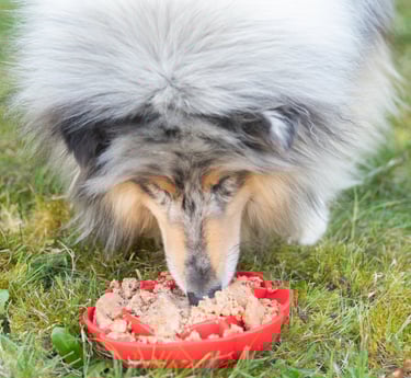 alimentation natural pour chien
