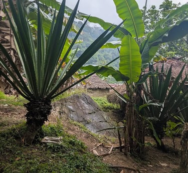 Lush tropical plants and banana trees growing near traditional thatched roof huts in a misty mountain village.