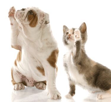 cane gatto crocchette cibo animali integratori cibo umido cani gatti crocchette cani gatti reico 