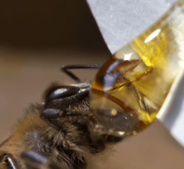 bee making honey