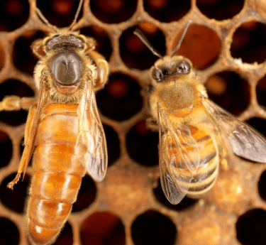 queen bee and worker bee