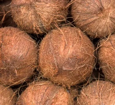 Coconut From Sulawesi Indonesia