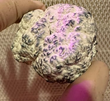 Une de nos truffes de psilocybine