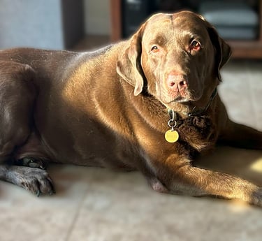 Chocolate lab laying in the sunshine