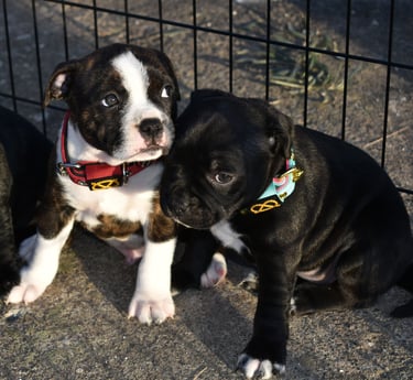 staffy fratelli tigrato e bianco e nero