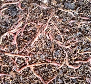 Close-up view of a dense cluster of red wiggler worms (Eisenia fetida) in rich, dark compost bedding, showing active movement