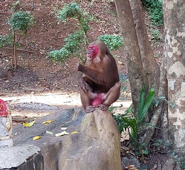 phang nga khao chang stump tailed macaque