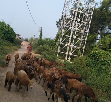 flock of sheep
