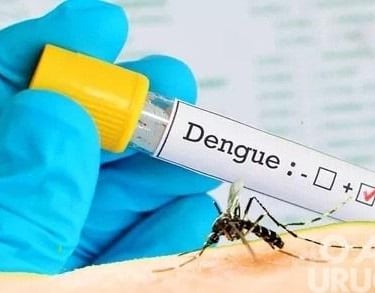 Dengue: Sintomas, Riscos e Prevenção em Uberaba | Uberaba digital