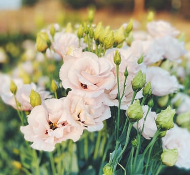 Specialty cut flowers in Medford Oregon