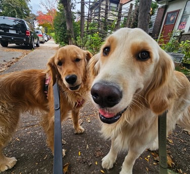 Dog Walker for these golden retrievers in Leslieville Neighbourhood
