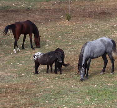 Pferdekoppel auf Mallorca Son Servera bei MoTanja