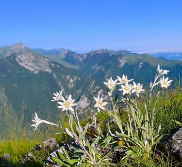 Fleur d'edelweiss sur une montagne dans les alpes