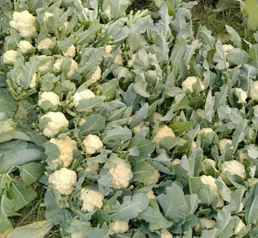 Fresh white cauliflower heads growing in a lush green vegetable garden field.