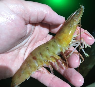 a person holding a shrimpling in their hand