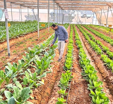 a man standing in a greenhouse with a lot of vegetables -hydrogreen Energy Pvt Ltd