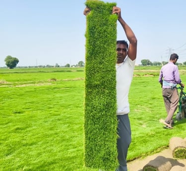 lawn grass suppliers Andhra Pradesh