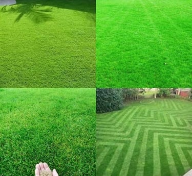 lawn grass suppliers in Vijayawada