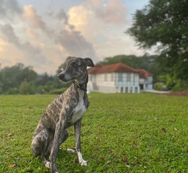 Muesli, Whippet, Singapore, Black and White House, Curiousramblings