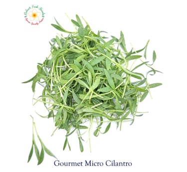 Gourmet Micro Cilantro