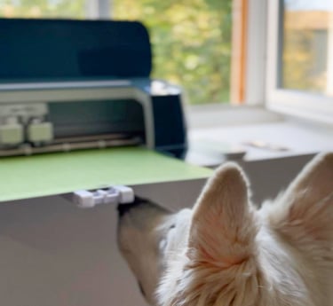 un berger blanc suisse qui participe à l'atelier