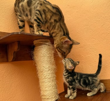 gatos con pedigree