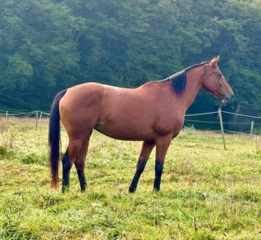 Poulinière jument mare Selle Francais