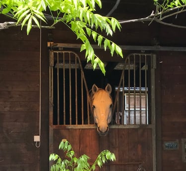 Ecurie barn stables cso nevers