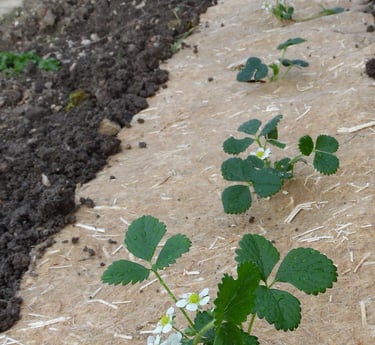 plantation fraisier sur paillage chanvre Grow Win