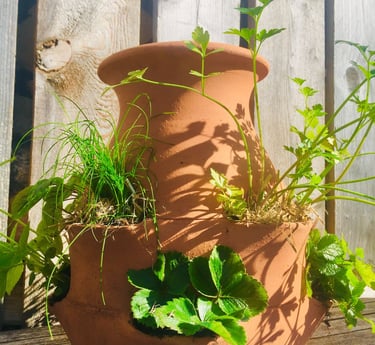 pot terre cuite pour fraisier 