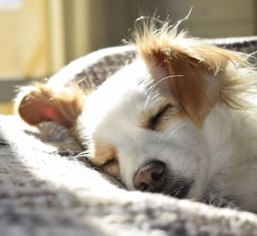 Pet-friendly accommodation in Kaikoura for guests travelling with dogs