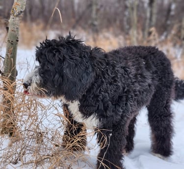 a black dog is standing in the snow