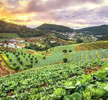 a  nilgiris fresh farm with a view of a farm and a  nilgiris mountain in the background