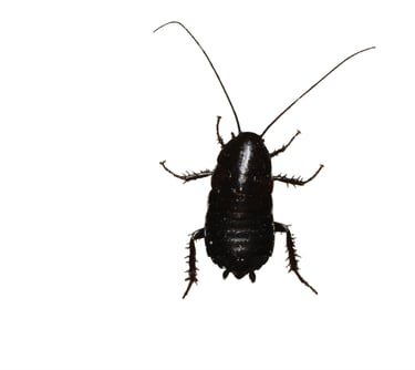 an image of an oriental roach for identification