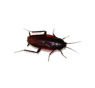 an image of a smokybrown roach for identification