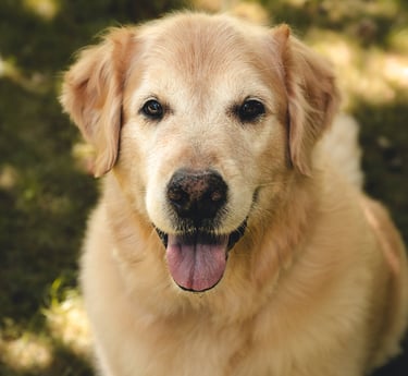 Golden retriever with a happy expression, mouth open and tongue out, sitting in dappled sunlight on grass.