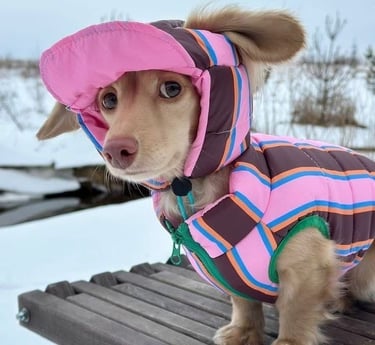 cachorro de perro salchicha con colorido chaleco de invierno a rayas rosas,marrones y gorro de nieve