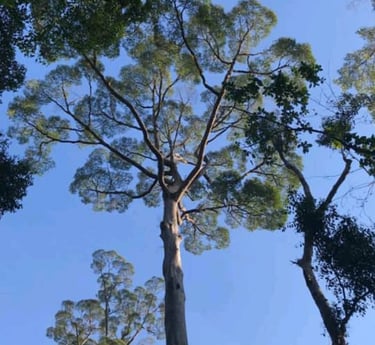 a tall tree in the middle of a forest