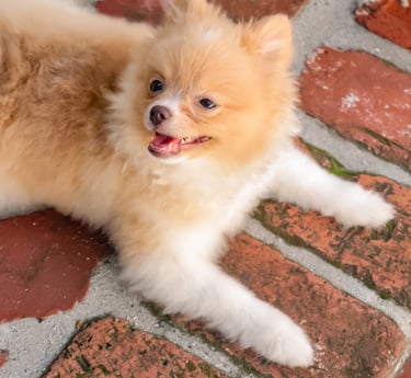 Liebe, a six-pound orange sable Toy Pomeranian