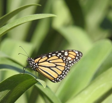 Mariposa monarca emblémica de la Reserva de la Biósfera de la Mariposa Monarca, Michoacán México